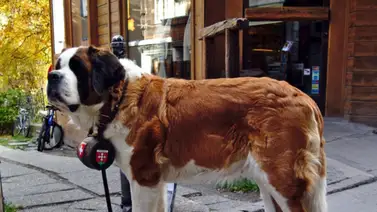 ¡Atención! Estas son las razas de perros que viven menos años ¡Atención! Estas son las razas de perros que viven menos años