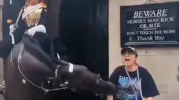 Reino Unido | Caballo de la guardia real mordió a turista mientras posaba para fotografía (+Video)