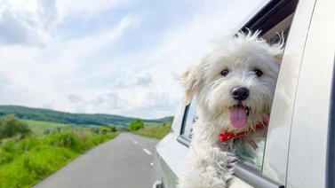 Viajar con el perro en automóvil: Guía completa para que el paseo sea un éxito