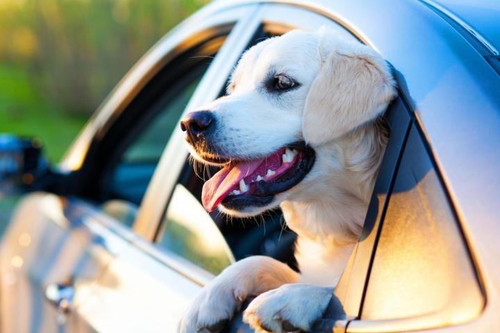 Viajar con el perro en automóvil: Guía completa para que el paseo sea un éxito Viajar con el perro en automóvil: Guía completa para que el paseo sea un éxito