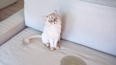 Consejos para lograr que el gato no orine dentro de casa