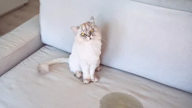 Consejos para lograr que el gato no orine dentro de casa