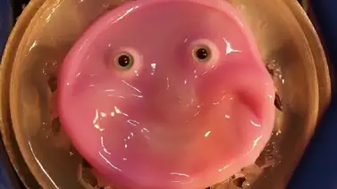 Científicos japoneses crean robots con piel viva que se asemeja la de humanos (+Detalles) Científicos japoneses crean robots con piel viva que se asemeja la de humanos (+Detalles)