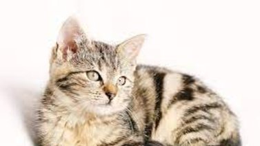 ¿El gato tiene cáncer? Así puedes detectarlo fácil y rápido