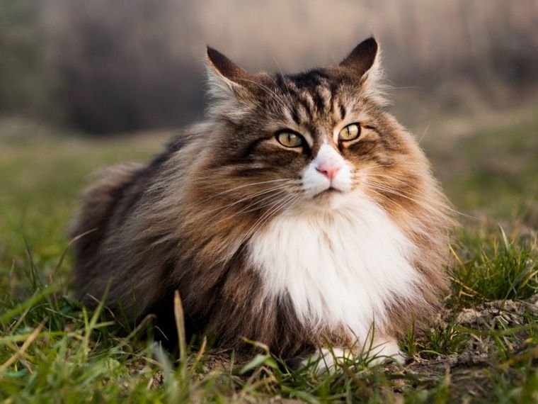 ¿El gato tiene cáncer? Así puedes detectarlo fácil y rápido ¿El gato tiene cáncer? Así puedes detectarlo fácil y rápido