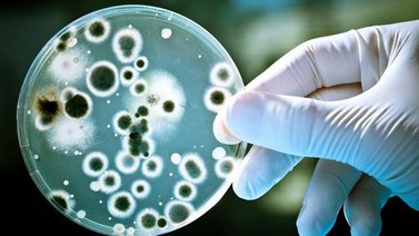 Hongo negro: te contamos todo sobre este tipo de infección