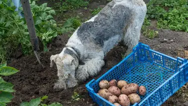 ¿Los perros pueden comer papas? ¿Los perros pueden comer papas?