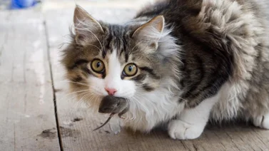 ¿Por qué los gatos traen ratones vivos a casa?