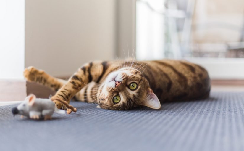 ¿Por qué los gatos traen ratones vivos a casa? ¿Por qué los gatos traen ratones vivos a casa?