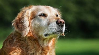 ¡Atención! Así puedes detectar si el perro tiene cáncer