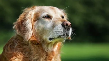 ¡Atención! Así puedes detectar si el perro tiene cáncer