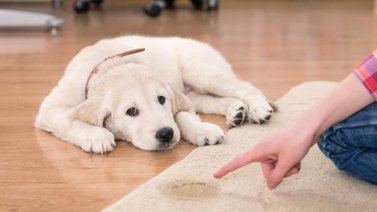 Adiestra a tu cachorro a orinar en el lugar correcto ¡No más accidentes!