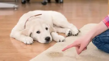 Adiestra a tu cachorro a orinar en el lugar correcto ¡No más accidentes! Adiestra a tu cachorro a orinar en el lugar correcto ¡No más accidentes!