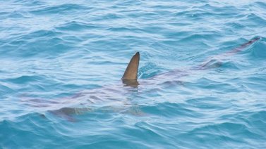 Aumentó el ataque de tiburones en Florida: Hablan las víctimas y expertos (+VIDEO)