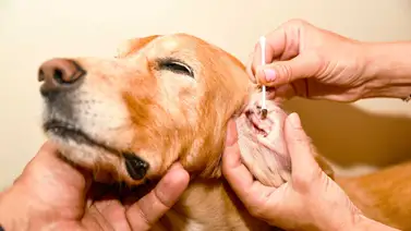 Tips para detectar si el perro tiene otitis Tips para detectar si el perro tiene otitis