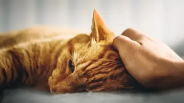 Identifica qué pone triste a tu gato y cómo devolverle la alegría Identifica qué pone triste a tu gato y cómo devolverle la alegría