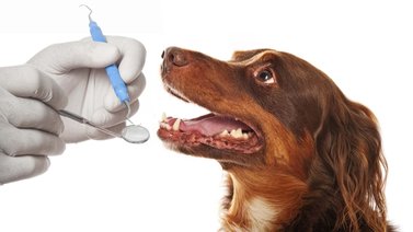 Tips para cuidar la higiene bucal del perro