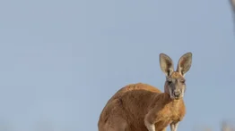 Canguro recibe a golpes a un parapentista durante aterrizaje (+Video)