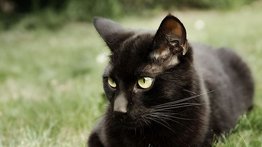 ¿Le temes a los gatos negros? El gato Bombay es de este tono y lo amarás