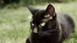 ¿Le temes a los gatos negros? El gato Bombay es de este tono y lo amarás