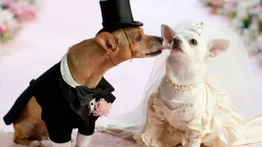 Las bodas de perros se vuelven más populares que las de personas en China