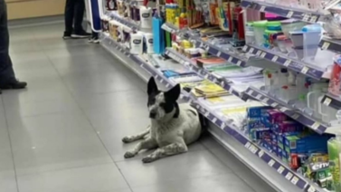 Ministerio Público se pronuncia por caso del perrito "Manchas" y Farmatodo