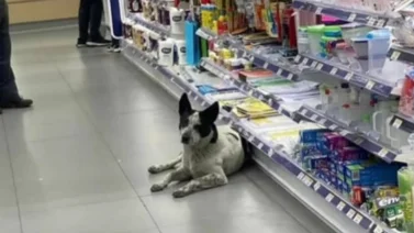 Ministerio Público se pronuncia por caso del perrito "Manchas" y Farmatodo