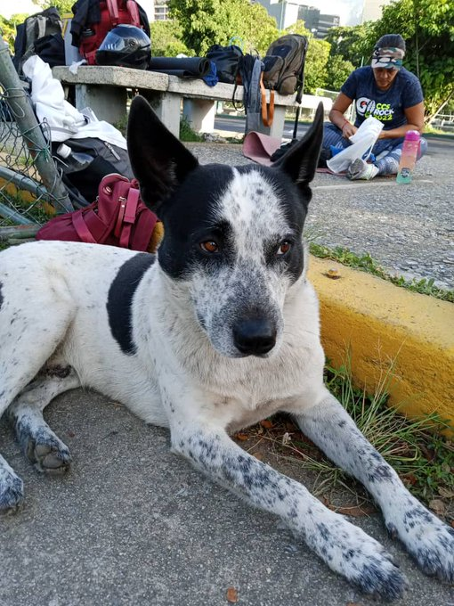 Ministerio Público se pronuncia por caso del perrito "Manchas" y Farmatodo