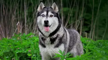 ¡Alerta! Así se comporta un perro cuando está deprimido ¡Alerta! Así se comporta un perro cuando está deprimido