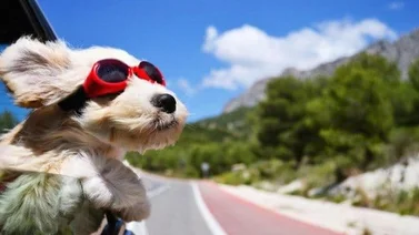 ¿Qué hacer con la mascota cuando vas de vacaciones?