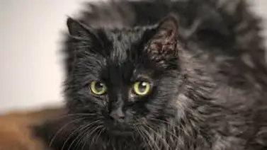 ¿Cómo detectar fácilmente si el gato tiene alergia? Aquí te decimos ¿Cómo detectar fácilmente si el gato tiene alergia? Aquí te decimos