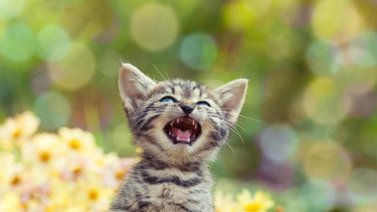 Esta es la razón por la que un gato desconocido te maúlla