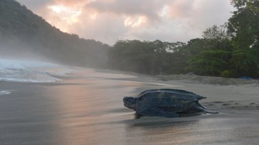Liberan unos 86 tortuguillos en La Guaira