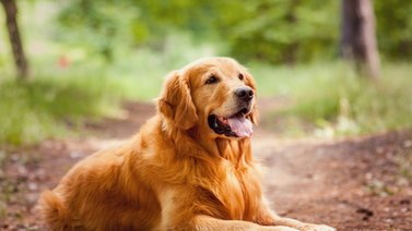¿Tu perro se rasca sin parar? Descubre el secreto detrás de la picazón