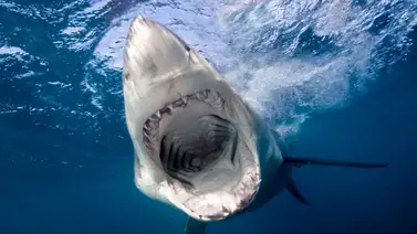 Mujer fue atacada por tiburón en en playa de Texas (+Video) Mujer fue atacada por tiburón en en playa de Texas (+Video)