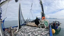 Buscan pescadores en Alaska con pago de horas extras: Requisitos y salarios