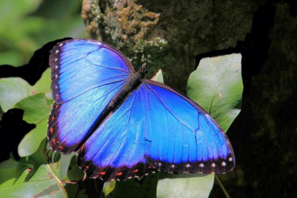 Te contamos lo que no sabías de las mariposas
