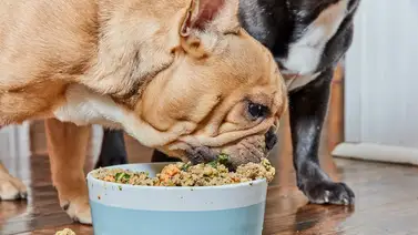 ¿Qué puede comer tu perro además de pienso? Amplía su dieta ¿Qué puede comer tu perro además de pienso? Amplía su dieta