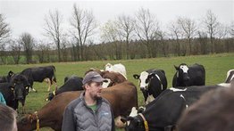 Dinamarca pondrá un impuesto a vacas y cerdos por las emisiones en flatulencias