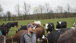 Dinamarca pondrá un impuesto a vacas y cerdos por las emisiones en flatulencias