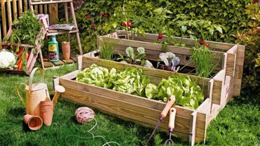 Huerto: conoce qué te ofrece más allá de los alimentos