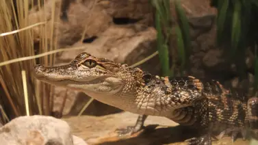 EEUU | ¿Por qué cazan caimanes en Carolina del Sur? EEUU | ¿Por qué cazan caimanes en Carolina del Sur?