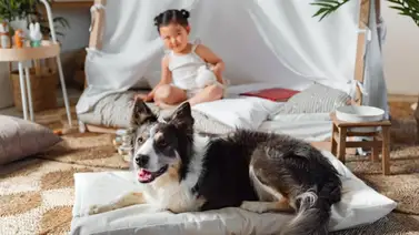 Consejos de una experta para elegir la cama de la mascota Consejos de una experta para elegir la cama de la mascota