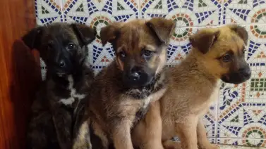 Anuncian jornada de adopción de cachorros en el Sambil de Chacao (+Fecha) Anuncian jornada de adopción de cachorros en el Sambil de Chacao (+Fecha)