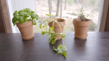 ¡Sorprendente! Estas plantas mantienen a las moscas fuera de casa