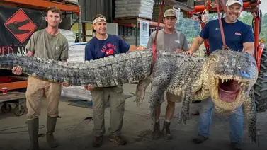 EEUU | Abren solicitudes de licencias para caza de caimanes en Carolina del Sur EEUU | Abren solicitudes de licencias para caza de caimanes en Carolina del Sur