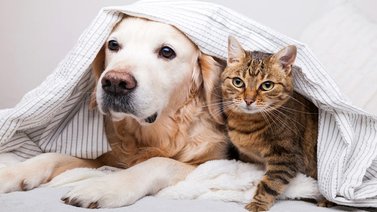 Texas| Invitan a jornada gratuita de vacunación y repartición de alimentos para mascotas