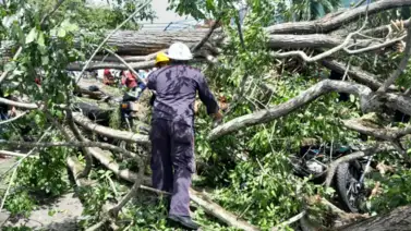 LO ÚLTIMO: Caída de un árbol en una plaza deja dos muertos este #19Jun (+FOTOS) LO ÚLTIMO: Caída de un árbol en una plaza deja dos muertos este #19Jun (+FOTOS)