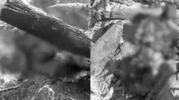 Queman vivos a dos venezolanos señalados de homicidio: Esto pasó