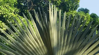 OneChot prepara el nuevo tema musical para su quinto disco OneChot prepara el nuevo tema musical para su quinto disco